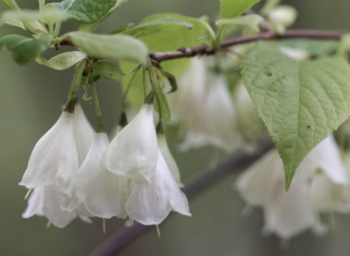 Carolina silverbell trees make an excellent specimen plant.