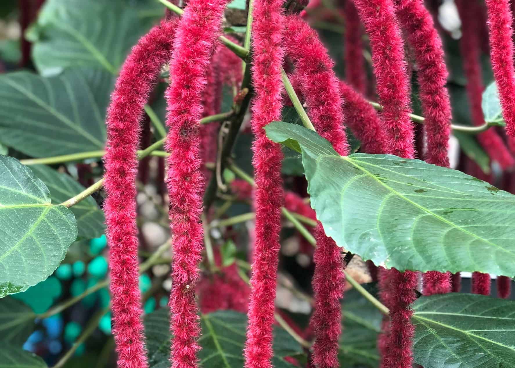 Chenille plants have long fuzzy flowers.
