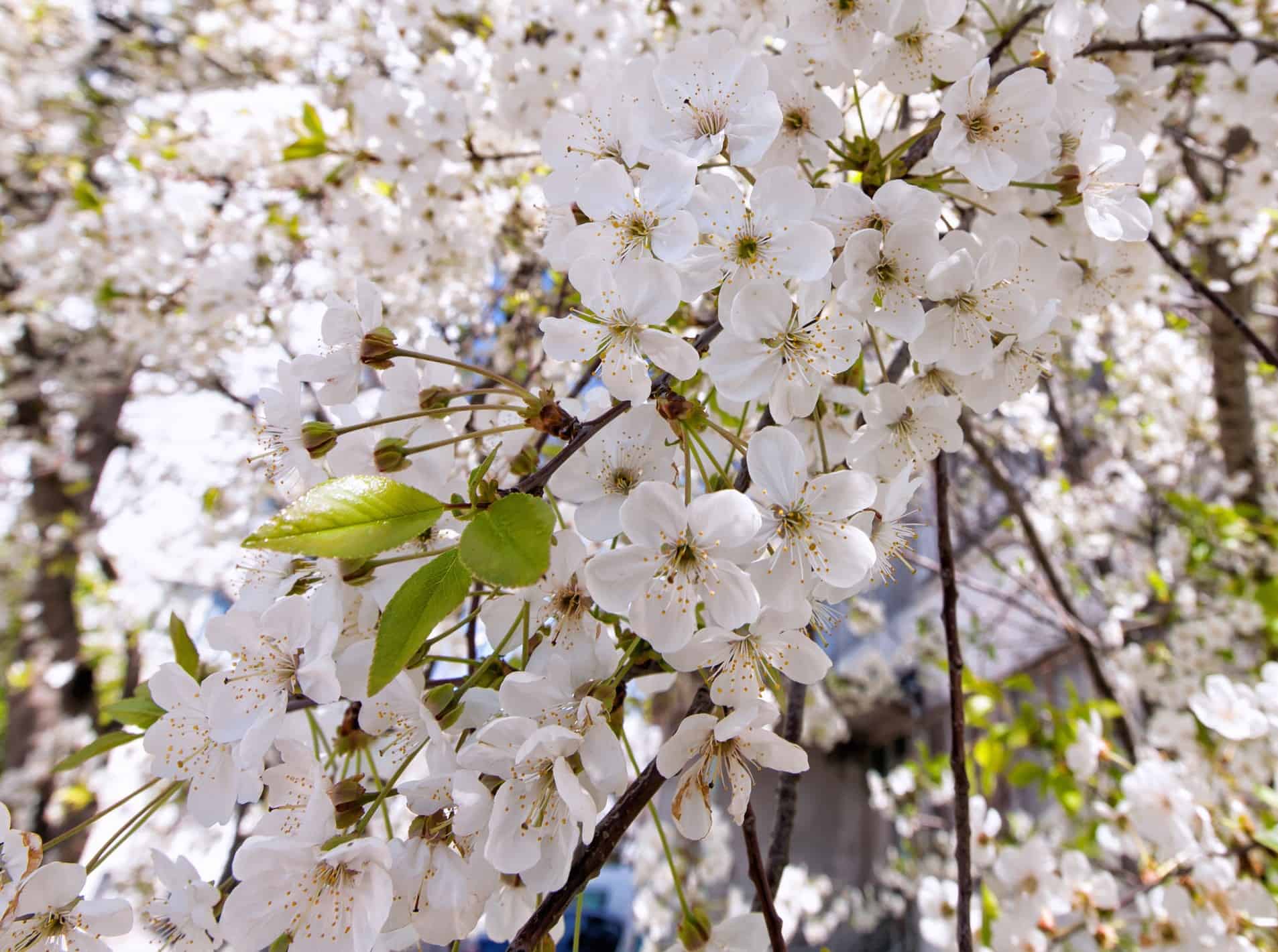 It takes at least five years for cherry trees to produce fruit.