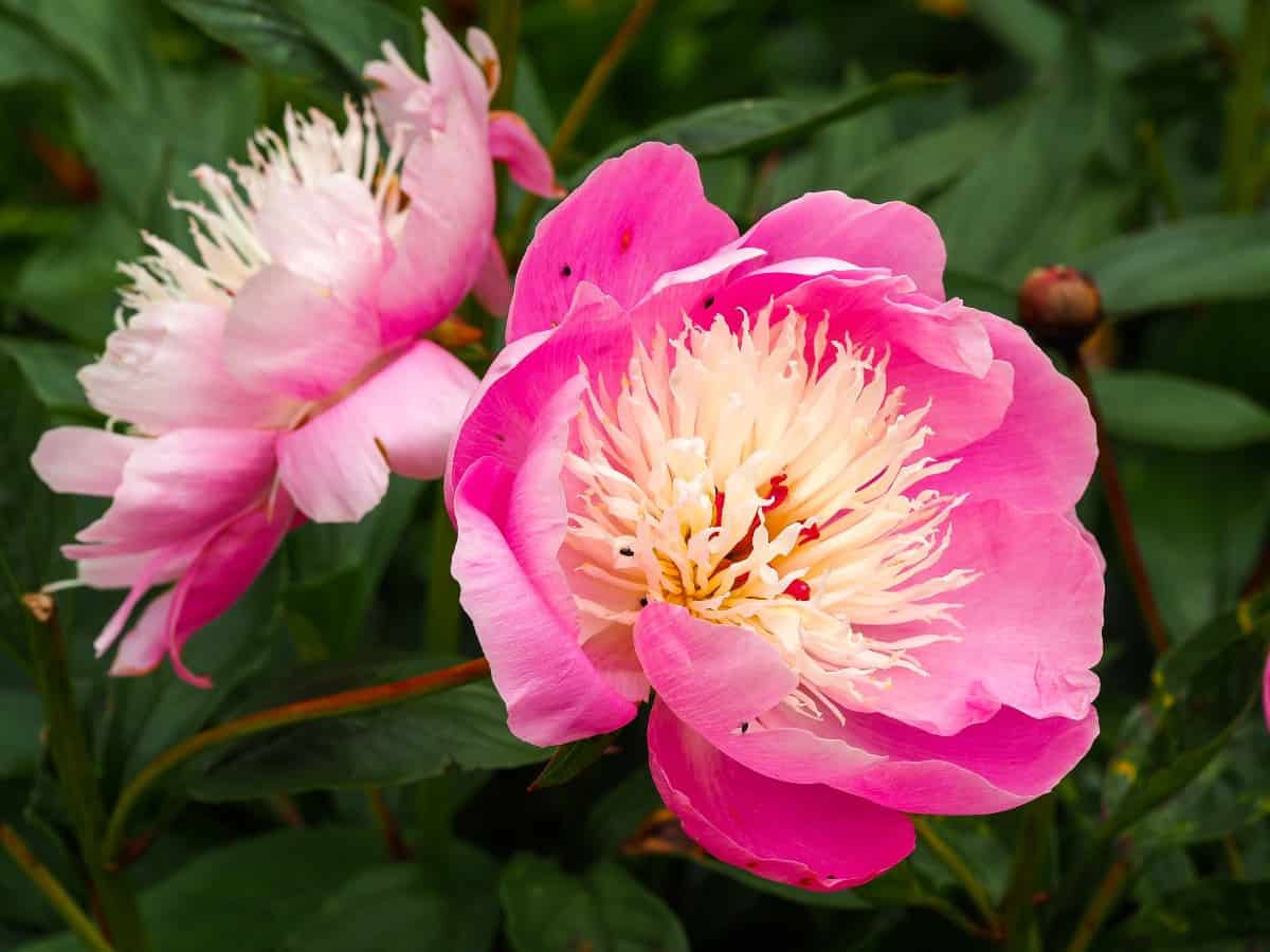 Deadheading Chinese peonies keeps them blooming.