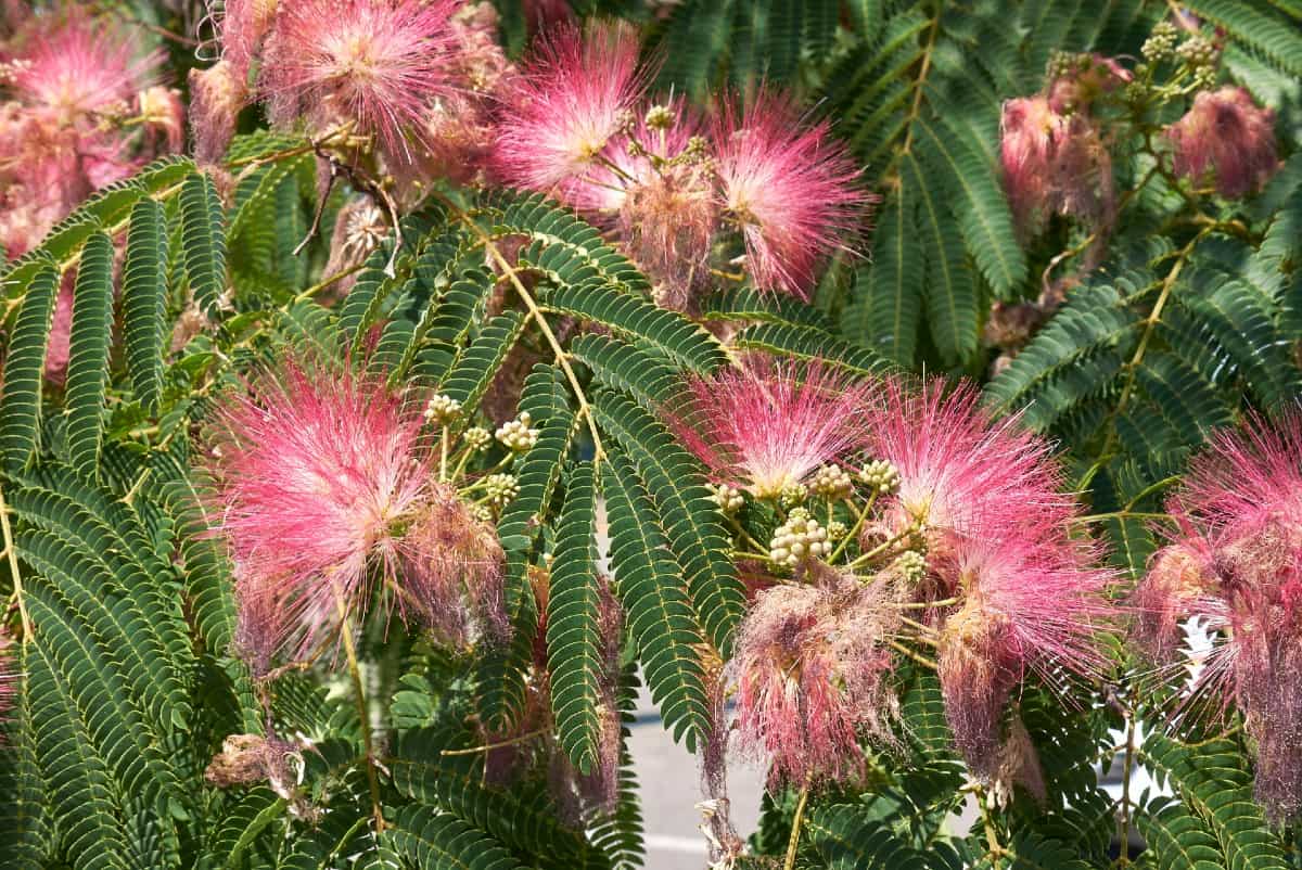The chocolate mimosa has unusual pink flowers.