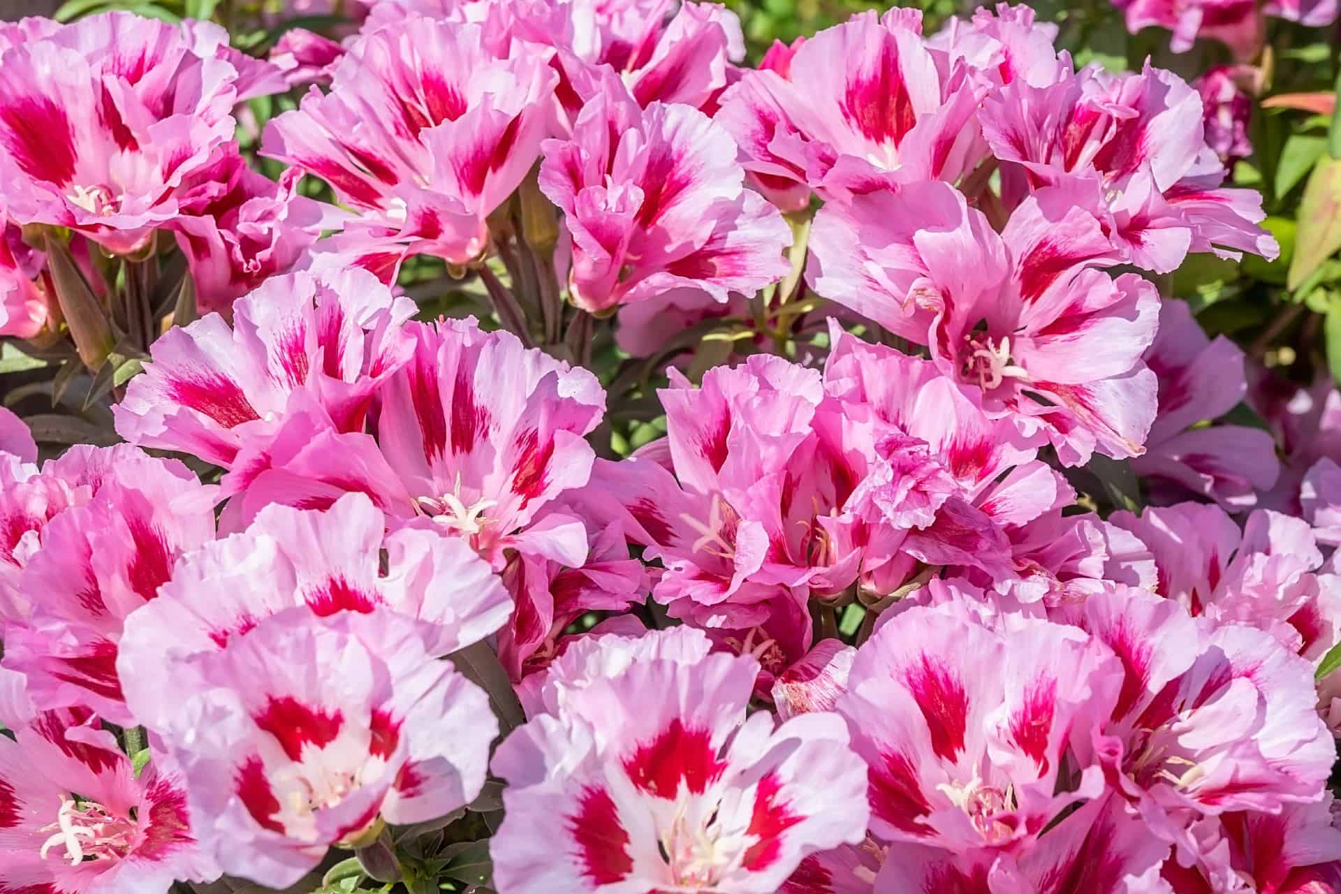 Clarkia is drought-tolerant after it's established.