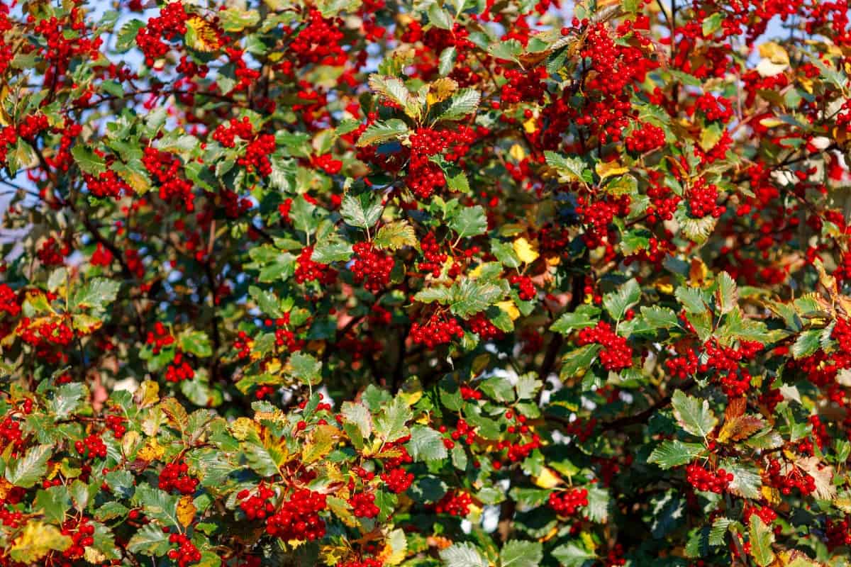 Cockspur hawthorns are native to North America.