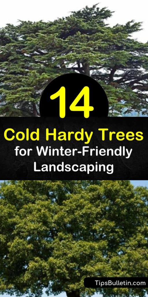 Discover how to landscape by growing hardy trees in cold climates. Evergreen trees are some of the hardiest, but there are other hardy trees as well. Peach trees and other fruit trees tolerate cold, and the maple tree is also cold-friendly. #coldhardy #trees