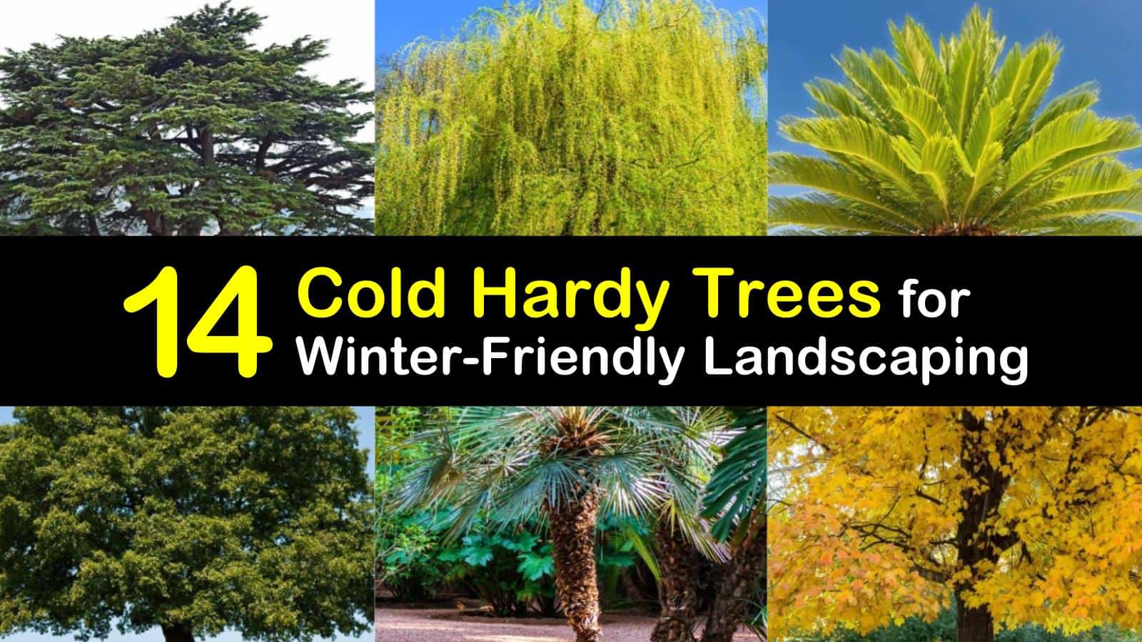 14 Cold Hardy Trees for WinterFriendly Landscaping