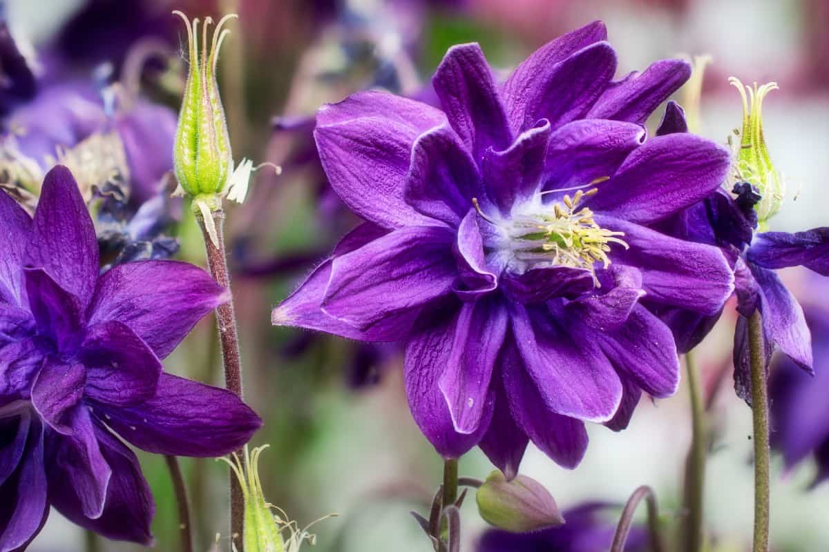 Common columbine is Colorado's state flower.