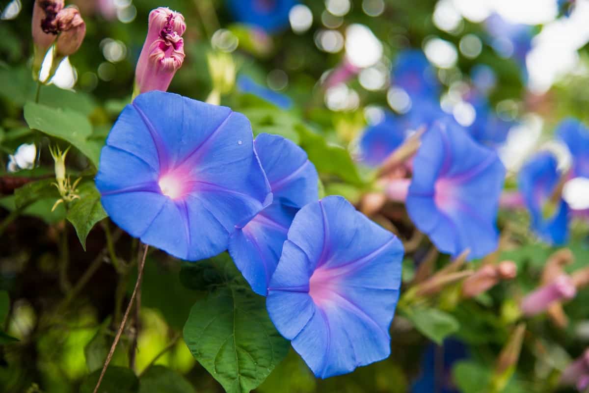 The blooms of the common morning glory typically only open early in the day.