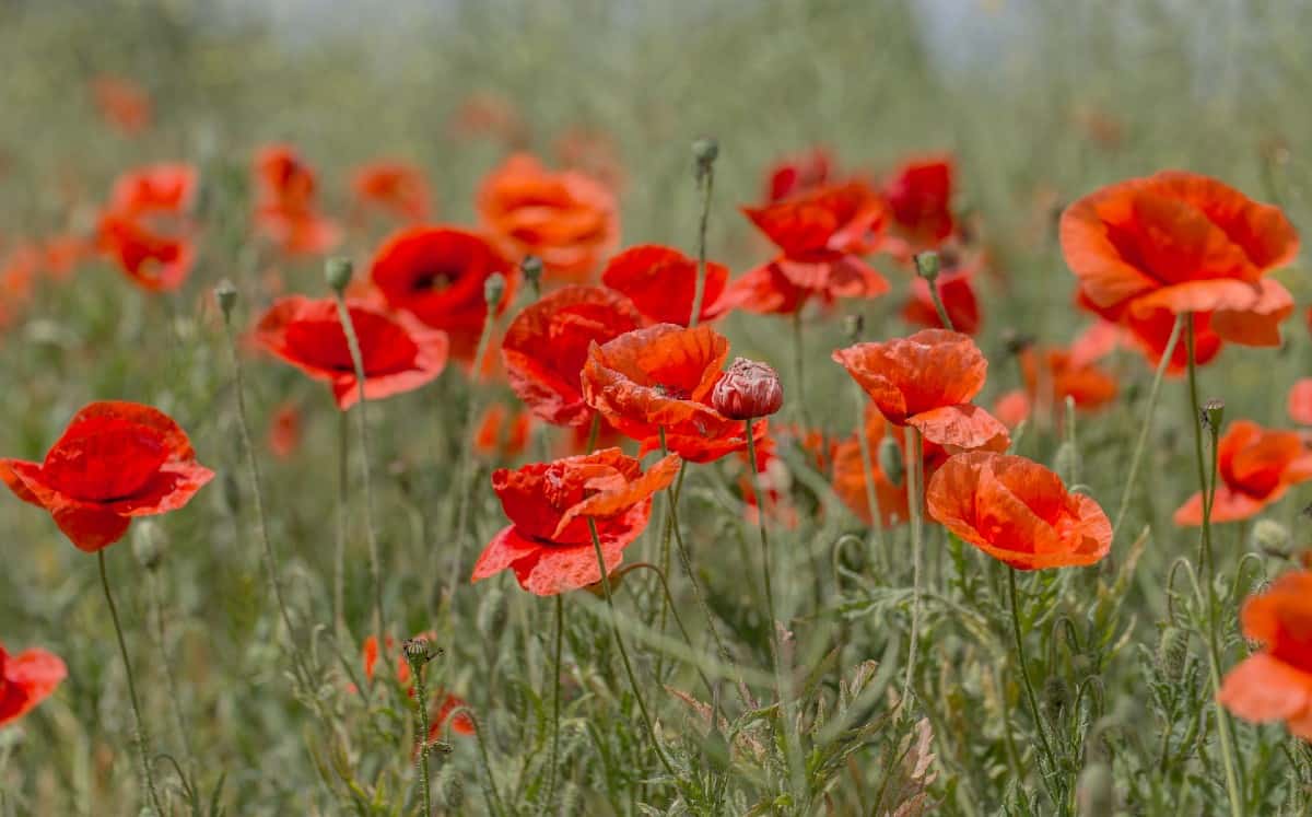 Common poppies make excellent cut flowers.