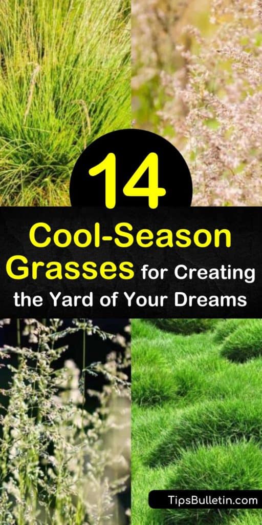Boost your home’s curb appeal by forgetting about warm-season grasses and planting fine fescue and perennial ryegrass instead. This list of cool-season grasses have a root system that makes planting grass seed, mowing, and lawn care more manageable in the United States. #cool #season #grasses