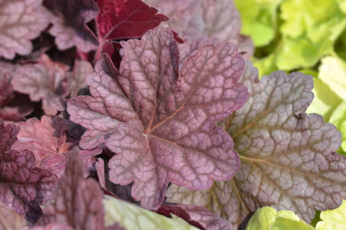 You can find red and purple among the many colors of coral bells' foliage.