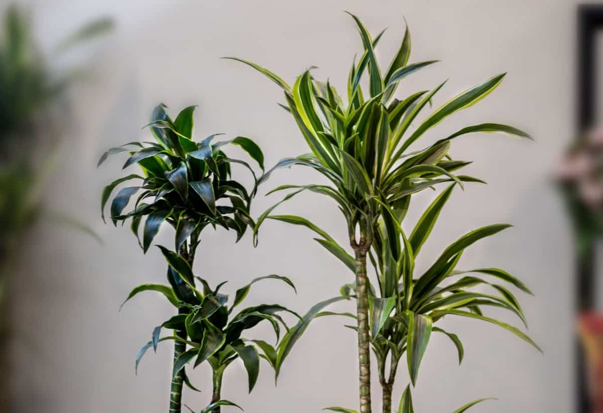 Corn plants are slow growing African office plants.