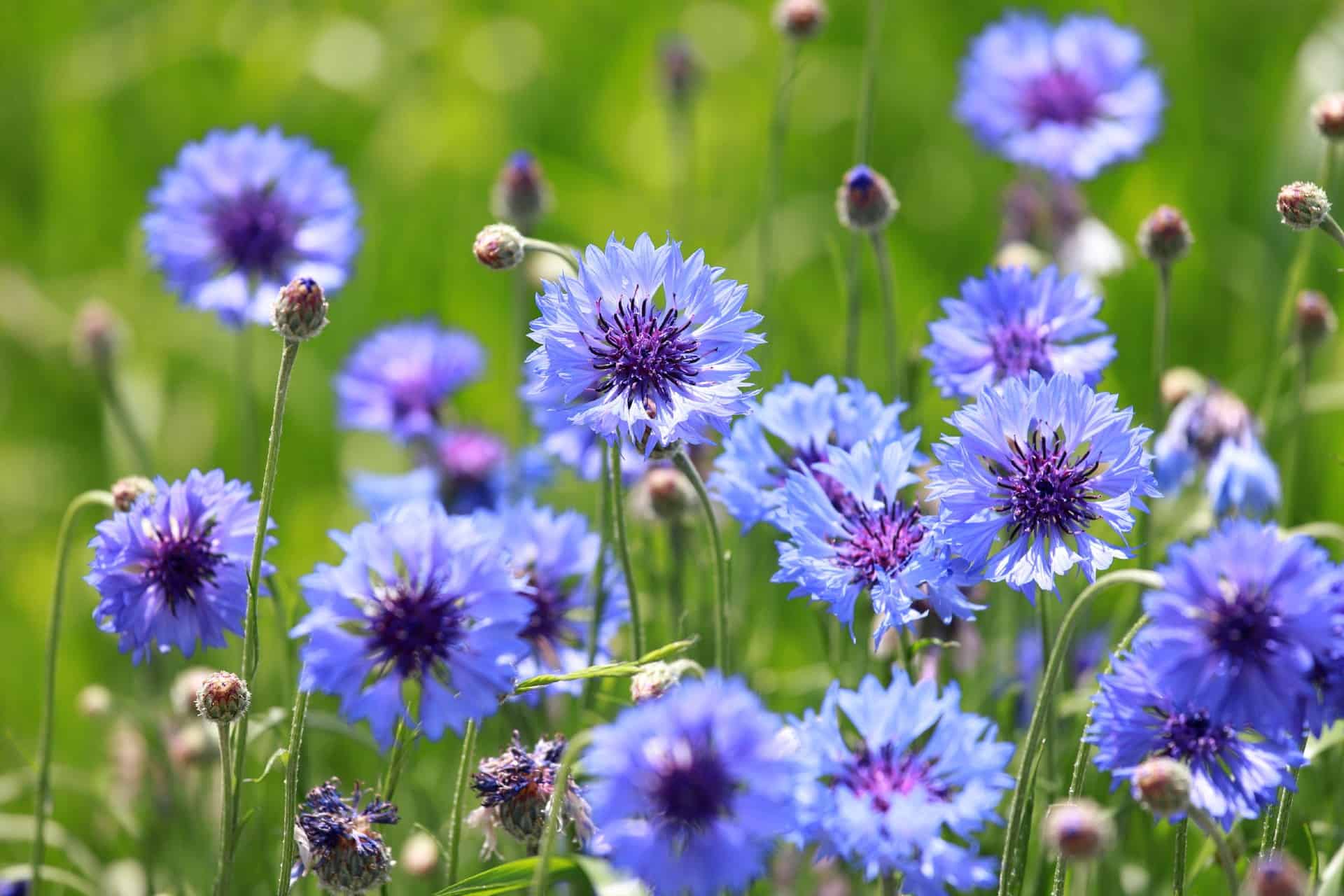 Cornflowers are cold-hardy wildflowers.