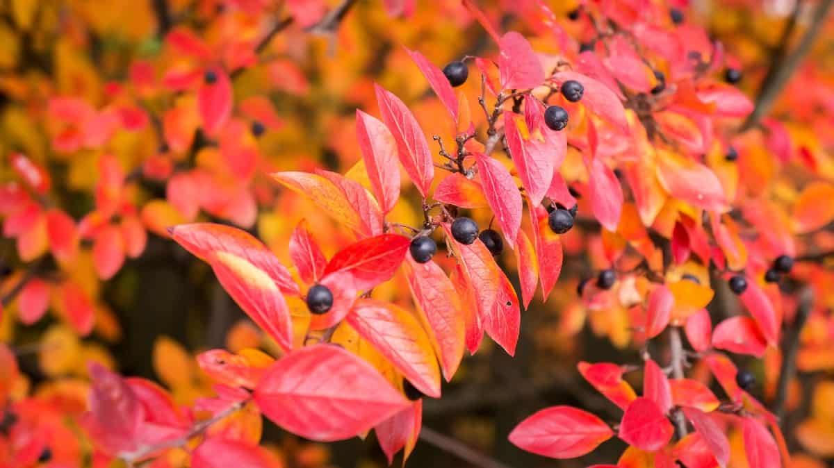 The cotoneaster is very low-maintenance.