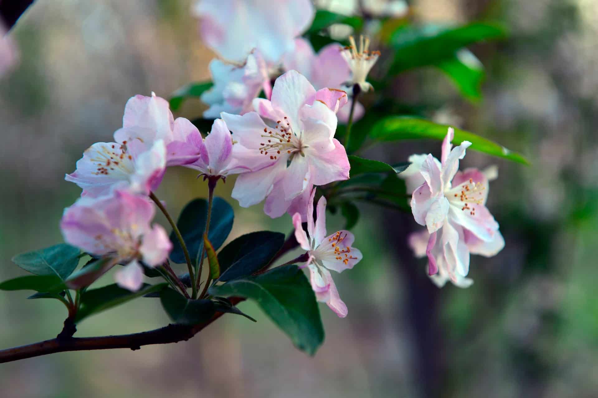 Crabapple trees are beautiful in all seasons.