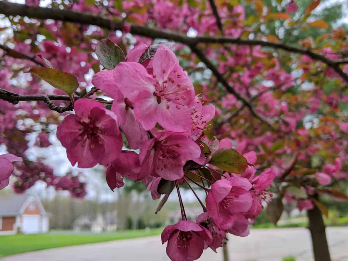 Crabapple trees are beloved by birds because of their fruit.
