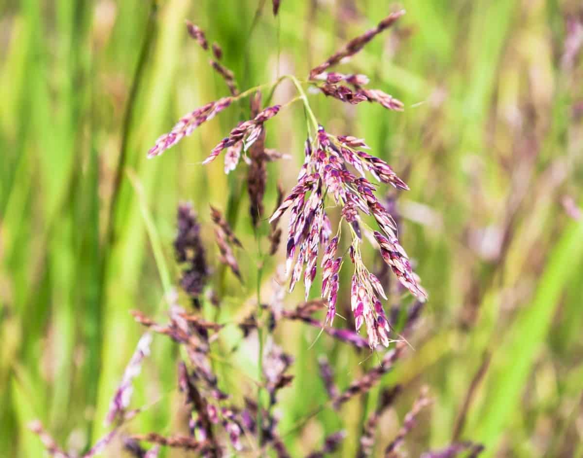 Creeping red fescue has deep roots.