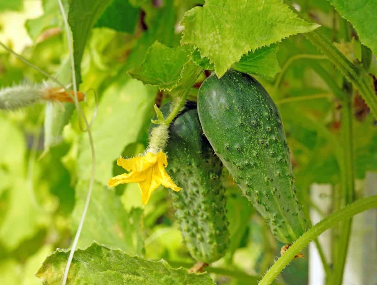 Cucumbers are vigorous growers.