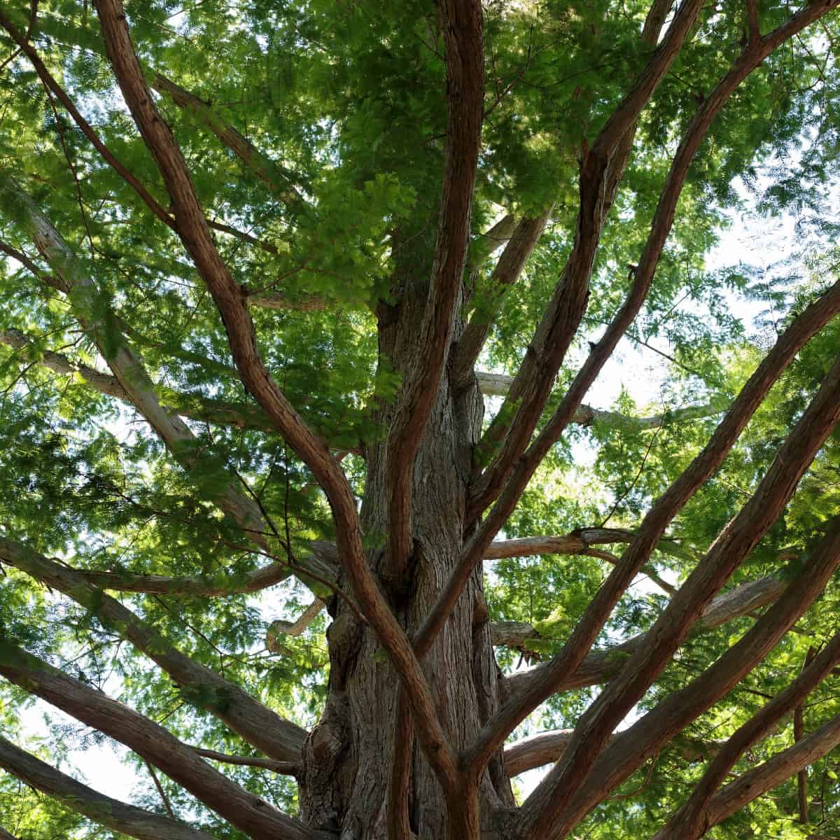 Dawn redwoods are related to the giant sequoia.