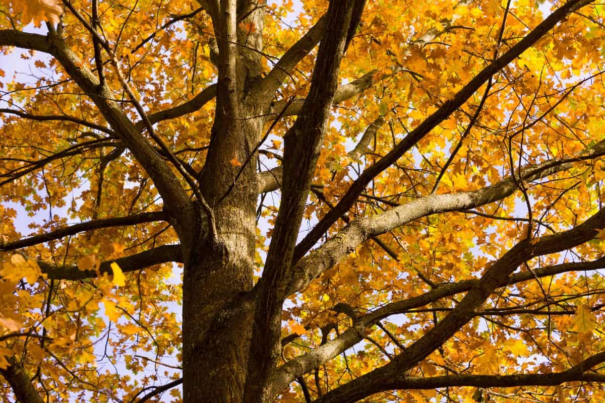 The dawn redwood is an easy-growing tree that needs a lot of space.