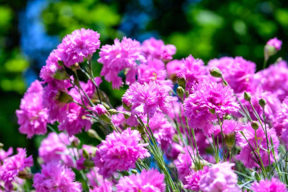 The dianthus is a perennial that has a spicy scent.