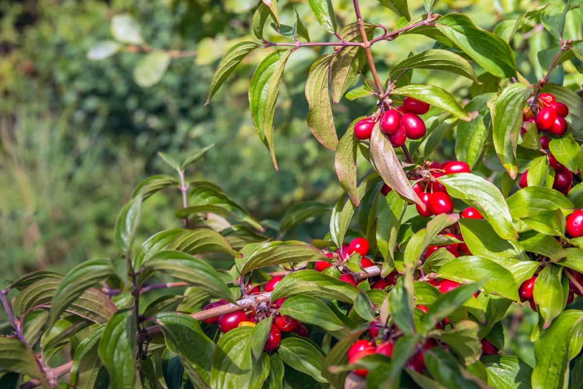 Dogwoods have pretty flowers and bright red berries.