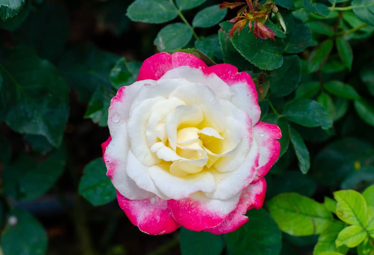 The double delight is a hybrid tea shrub rose.