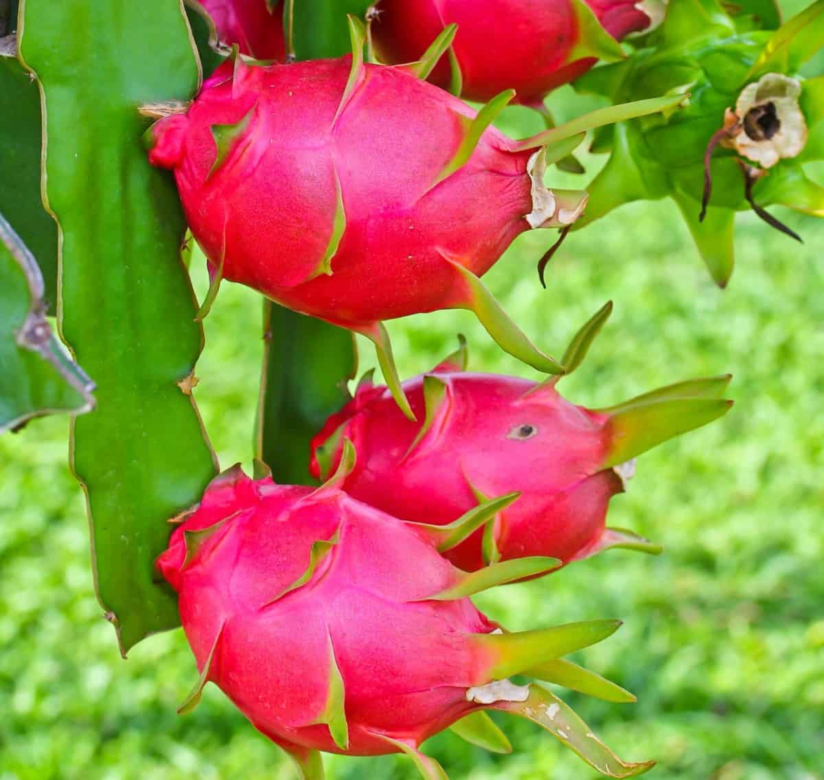 Dragon fruit comes on an unusual ornamental vine.