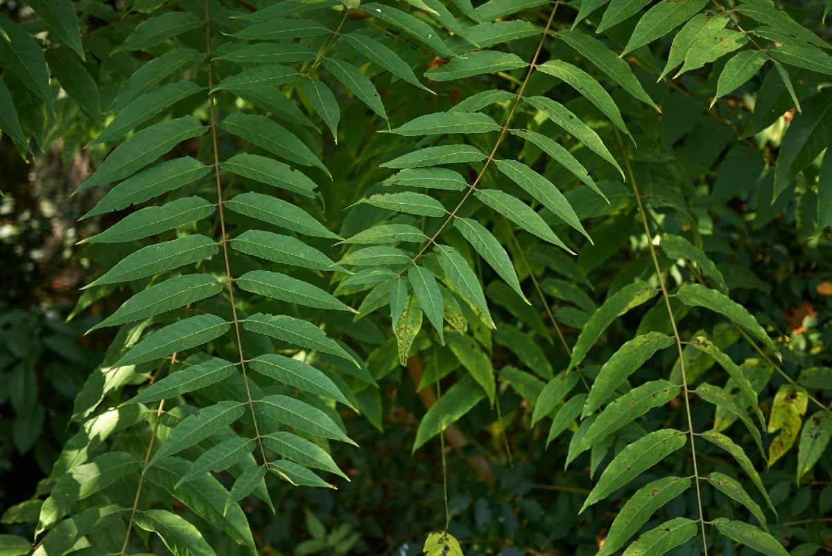 The Eastern black walnut tree has shallow roots.