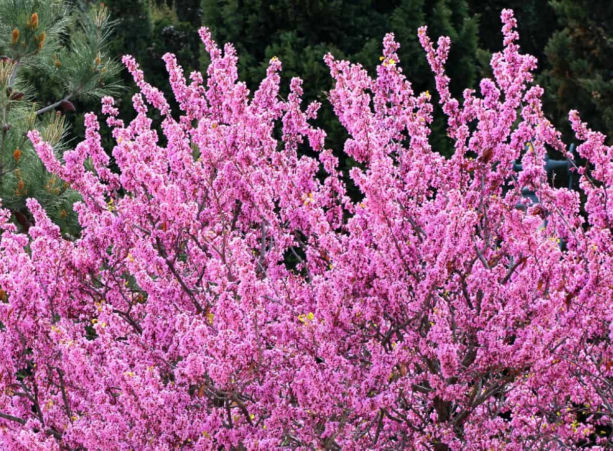 Eastern redbuds have flowers before leaves.