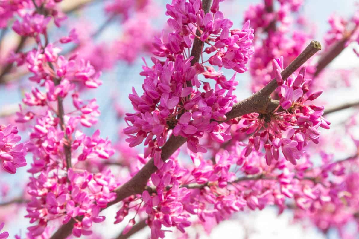 Eastern redbuds are one of the first trees to bloom in spring.