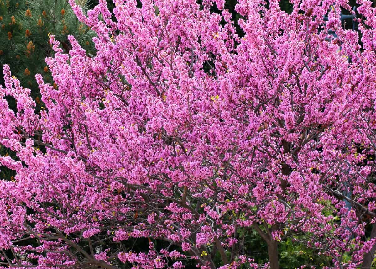 The Eastern redbud makes an attractive ornamental tree.