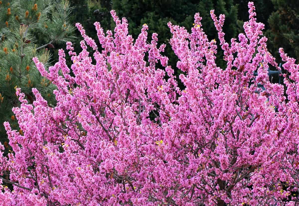 Eastern redbud trees showcase amazing flowers in early spring.