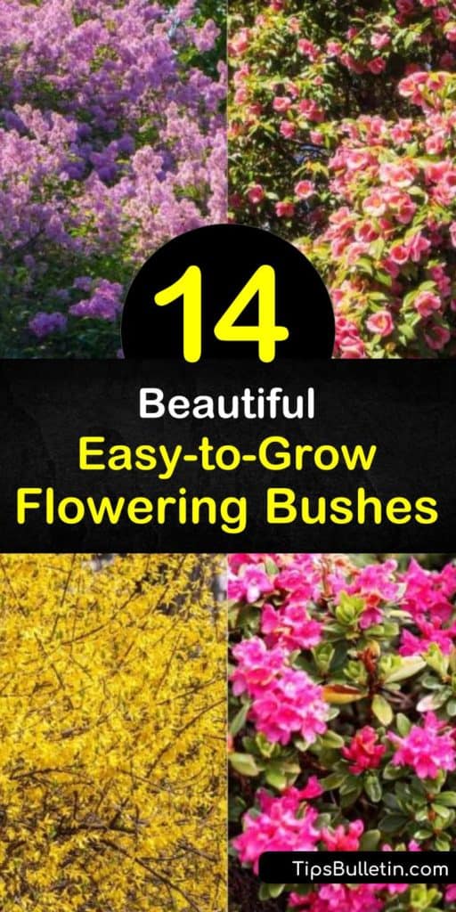 Discover how to create a low-maintenance landscape with easy-growing flowering bushes. Enjoy flowers from spring to late summer and fall foliage with spirea, hibiscus, forsythia, azalea, and other hardy shrubs. #easy #growing #flowering #bushes #shrubs