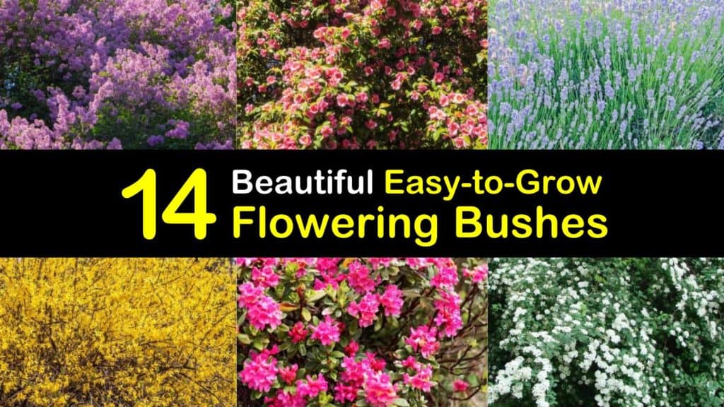 Easy to Grow Flowering Bushes titleimg1