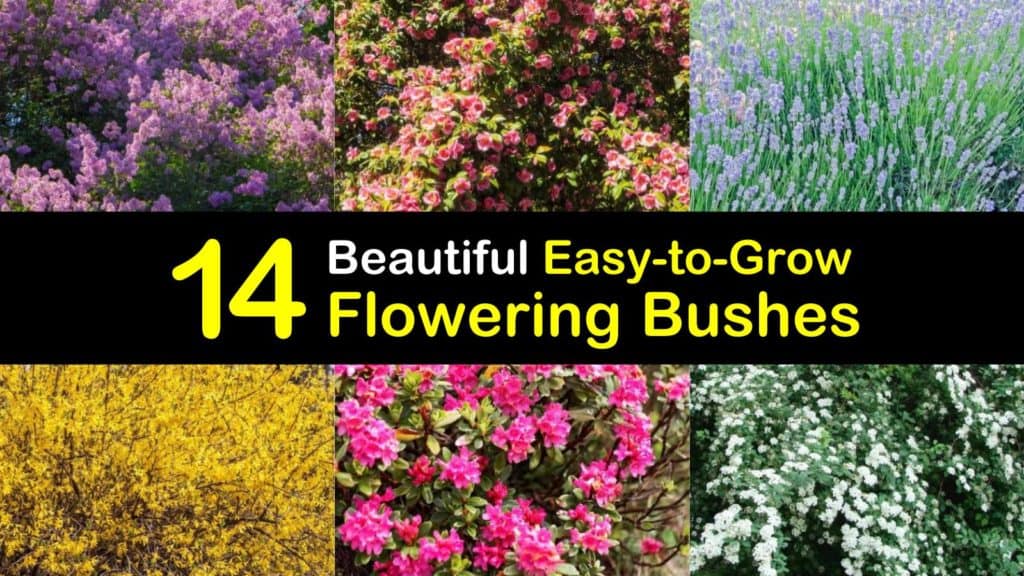 Easy to Grow Flowering Bushes