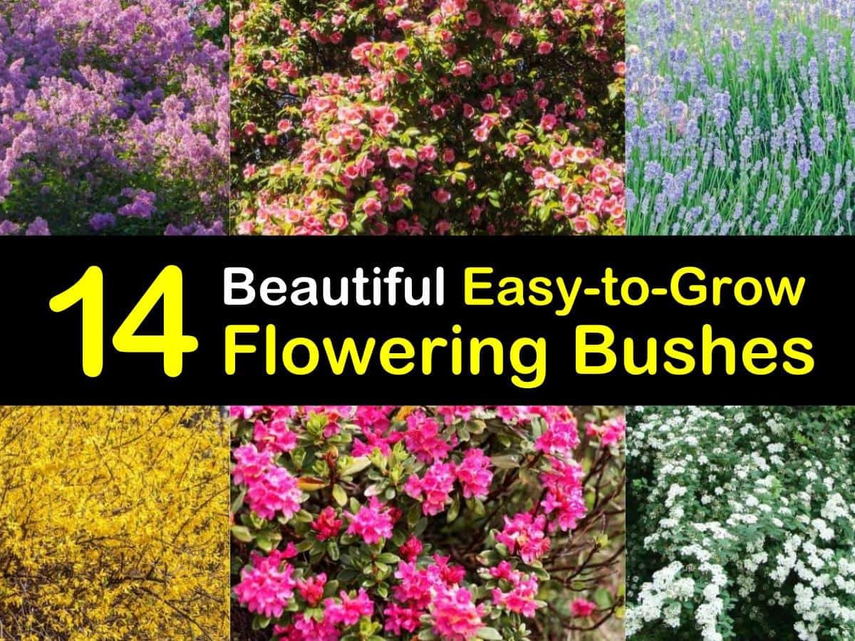 20 Beautiful Easy to Grow Flowering Bushes