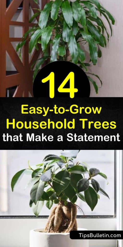 Make a statement in your home decor with a dragon tree, rubber tree, money tree, or other trees that are easy to grow. Whether you like a ficus or yucca tree, this list has plants that tolerate indirect light, bright light, low light, and any other conditions you throw at them. #easy #indoor #trees