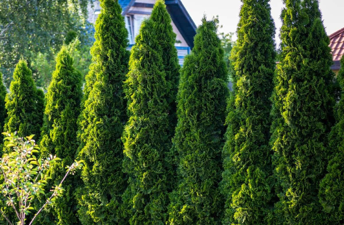 The emerald green arborvitae makes an ideal privacy hedge.