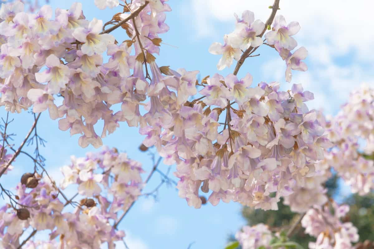 Empress trees have fragrant flowers.