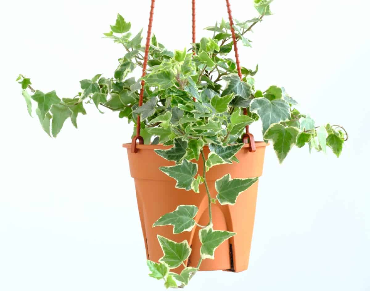 English ivy is perfect for a hanging plant.