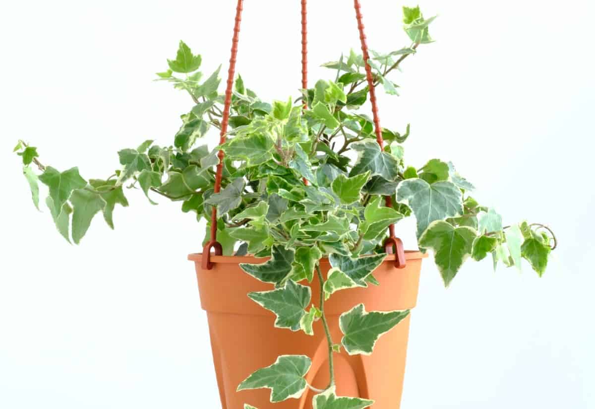 English ivy looks great in a hanging basket.