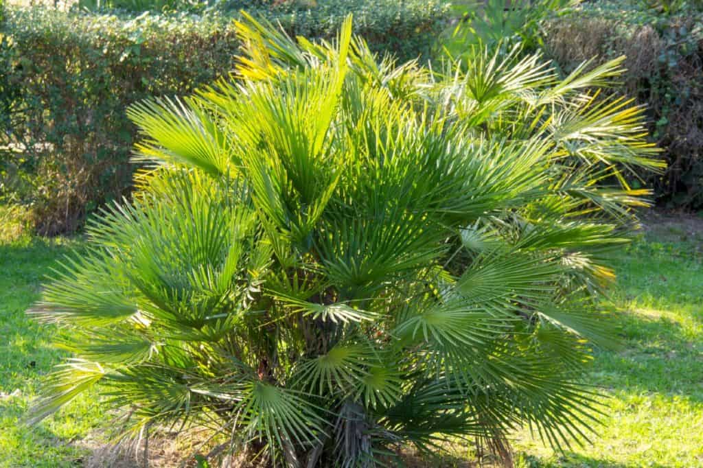 14 Versatile Palms that Make Great Shrubs
