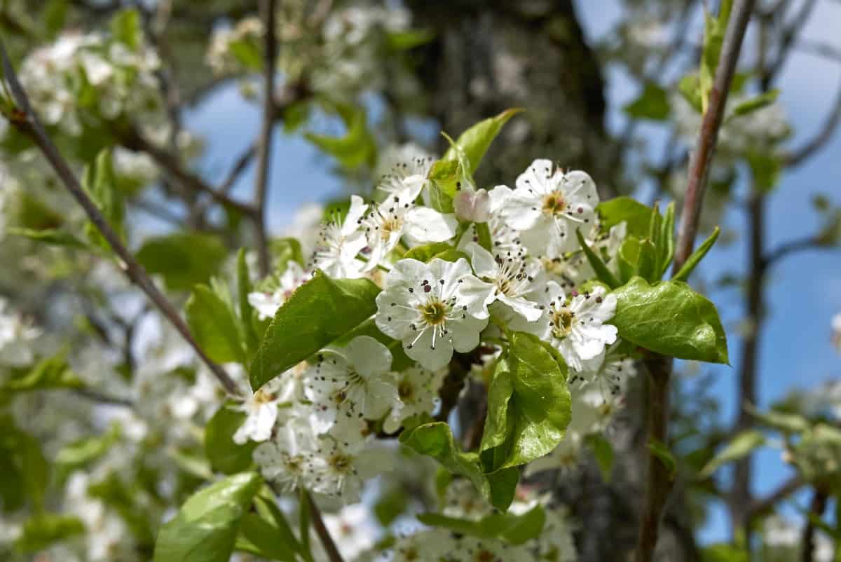 European pear trees produce delicious fruit.