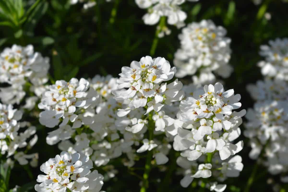 Evergreen candytufts like lots of sun.