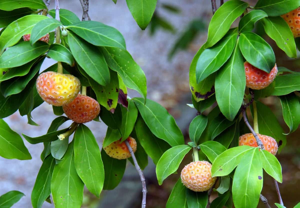 The evergreen dogwood produces delicious fruit.