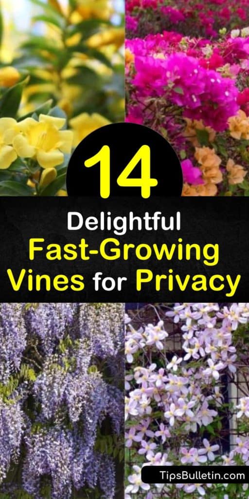 Discover how to create peaceful backyard solitude with fast growing vines. Plant evergreens for year-round privacy or wisteria, morning glory, honeysuckle, trumpet vine, and other flowering vines to attract hummingbirds. #fastgrowing #vines #privacy