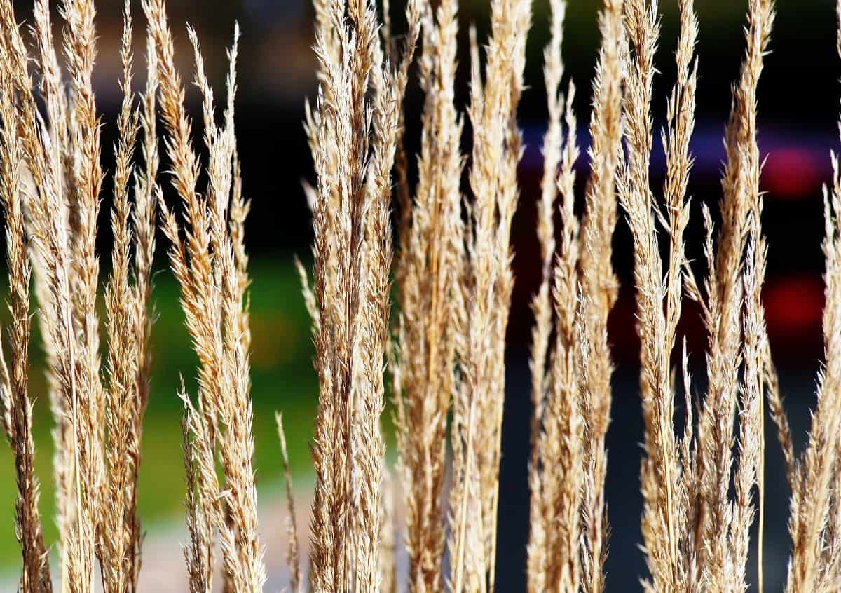 Karl Foerster feather reed grass is an elegant species.