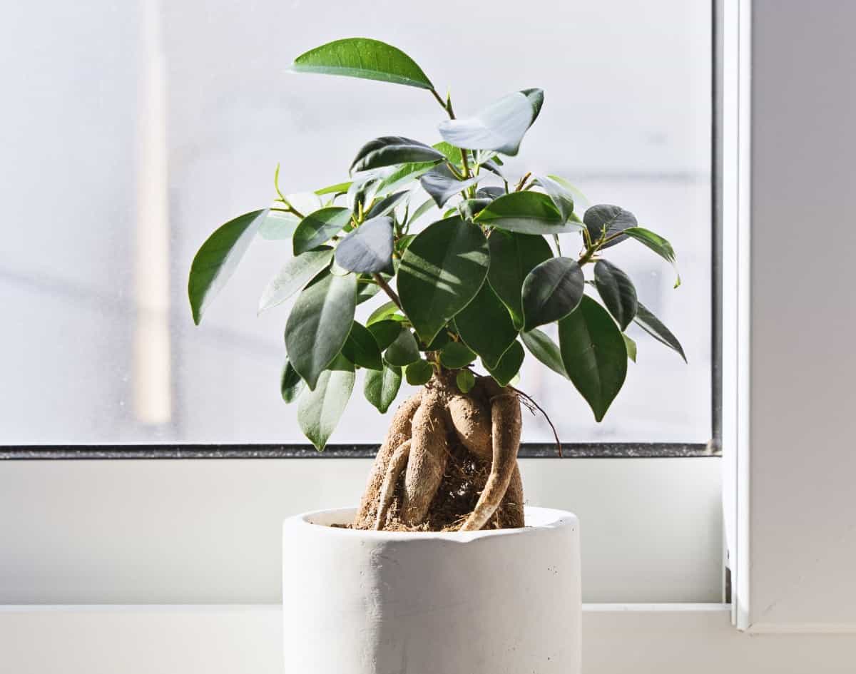 The ficus is a popular indoor plant.