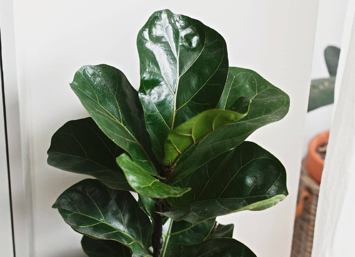 Fiddle-leaf figs are houseplants with large leaves.