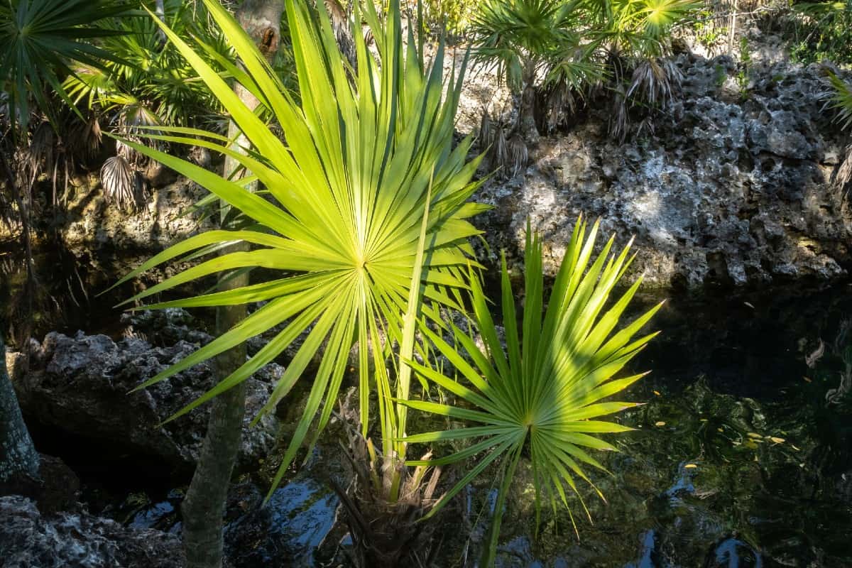 Florida thatch palms are shrub-like trees.